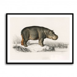 Vintage Hippopotamus