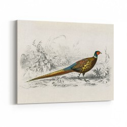 Vintage Ring-necked Pheasant
