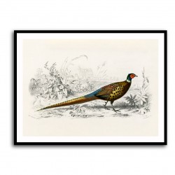 Vintage Ring-necked Pheasant