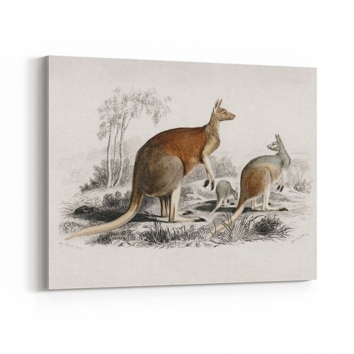 Vintage Animal Wall Art