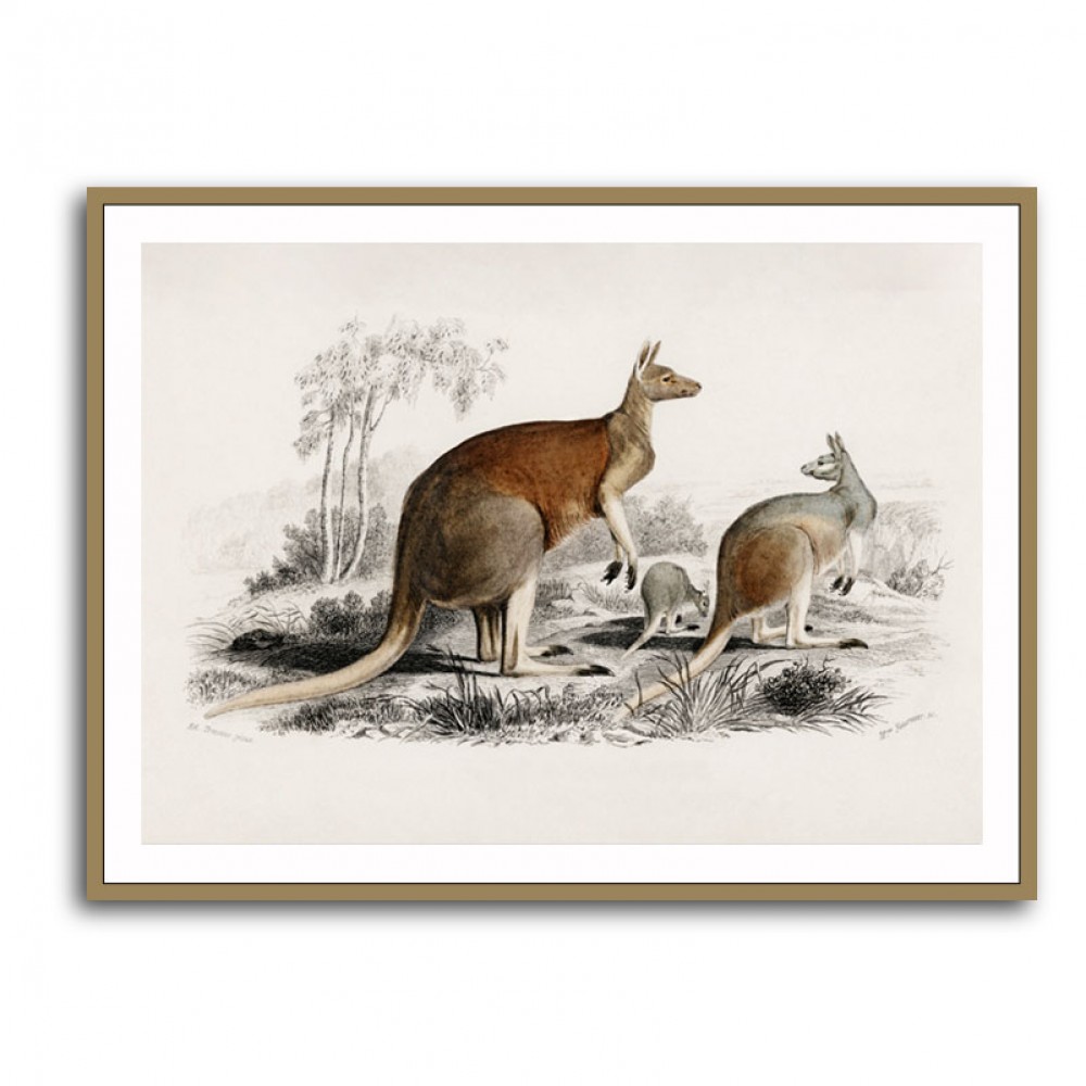 Vintage Red Kangaroo