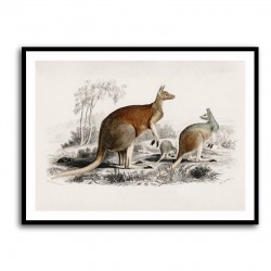 Vintage Red Kangaroo