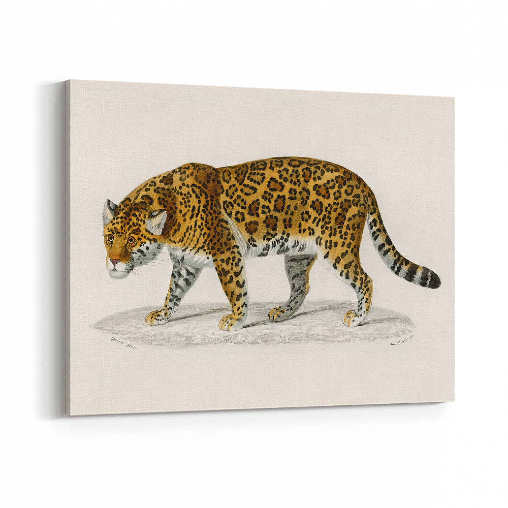 Vintage Jaguar Wall Art