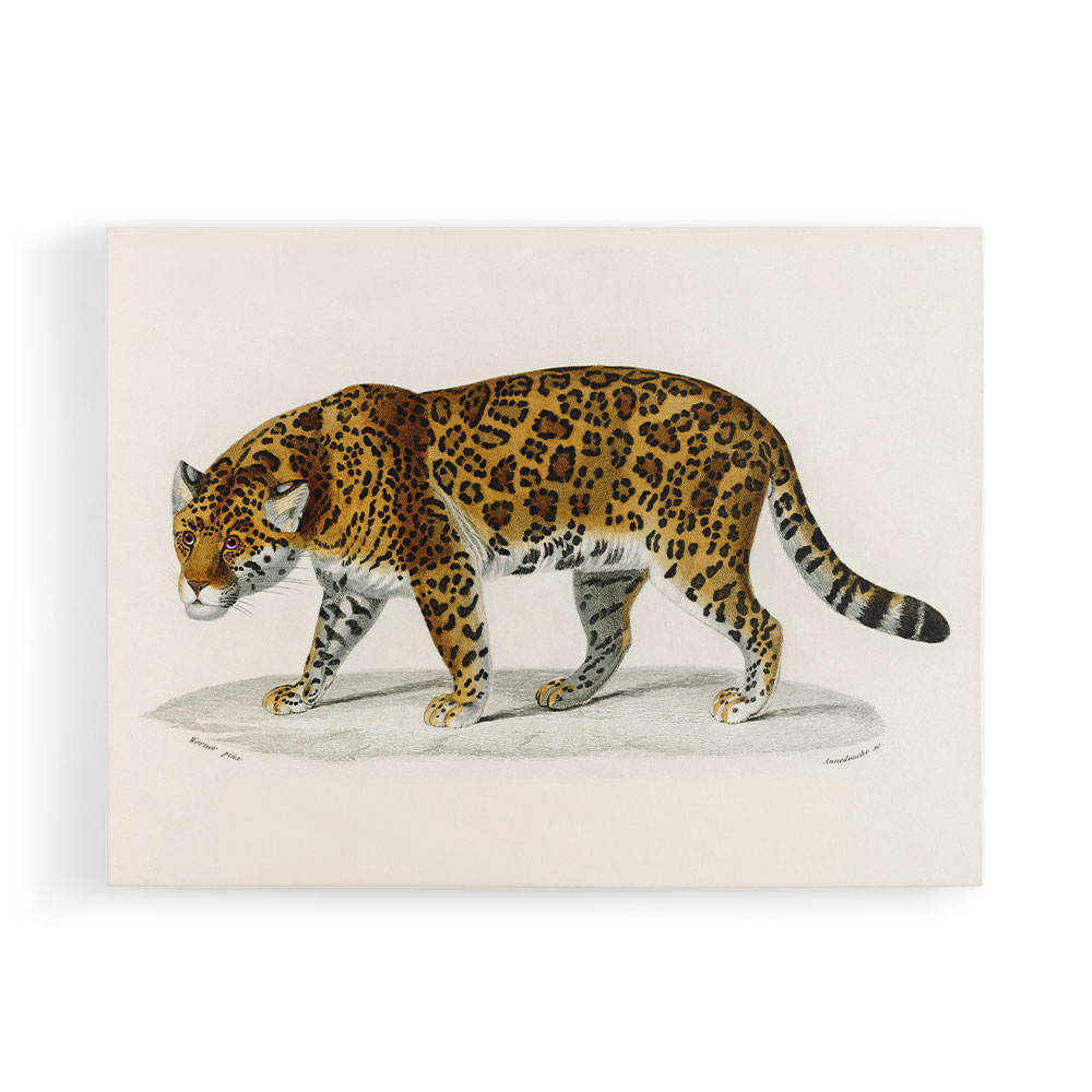 Vintage Jaguar