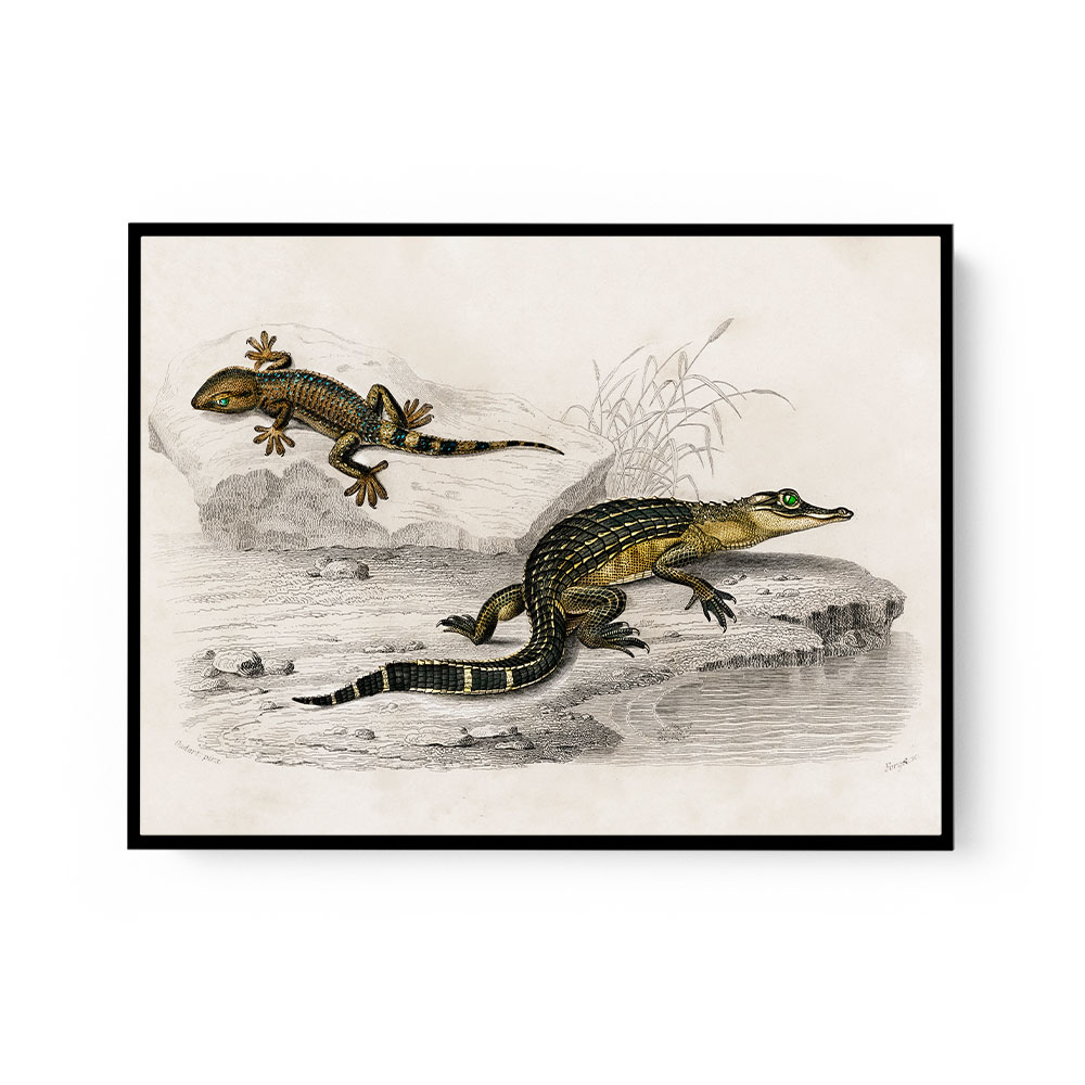 Vintage Alligator Lilfords Wall Lizard