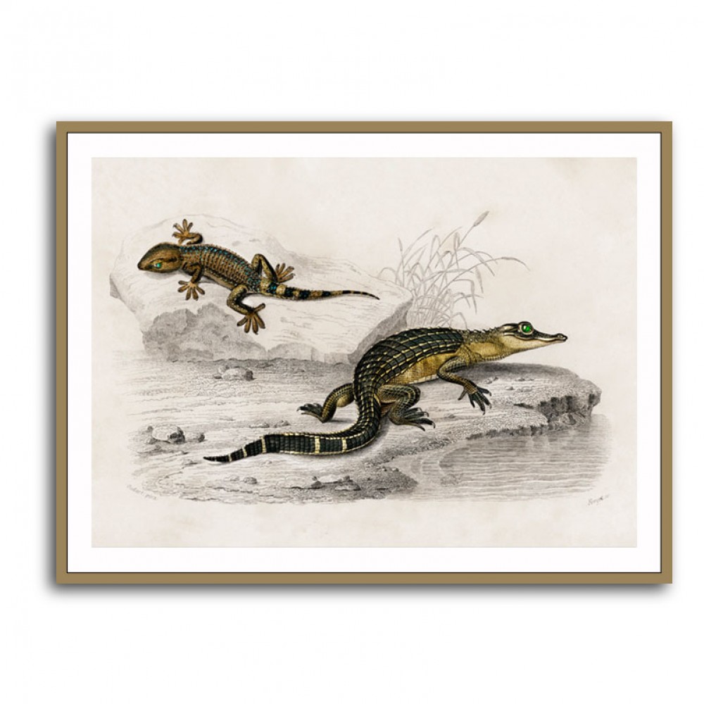 Vintage Alligator Lilfords Wall Lizard