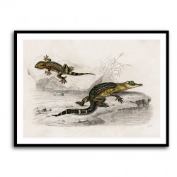 Vintage Alligator Lilfords Wall Lizard