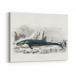 Vintage Balaenoptera Rorqual