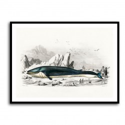 Vintage Balaenoptera Rorqual