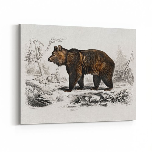 Vintage Animal Wall Art