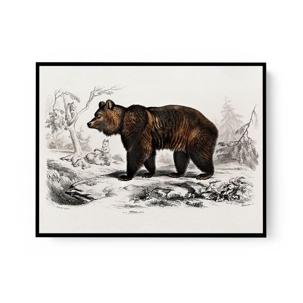 Vintage Brown Bear
