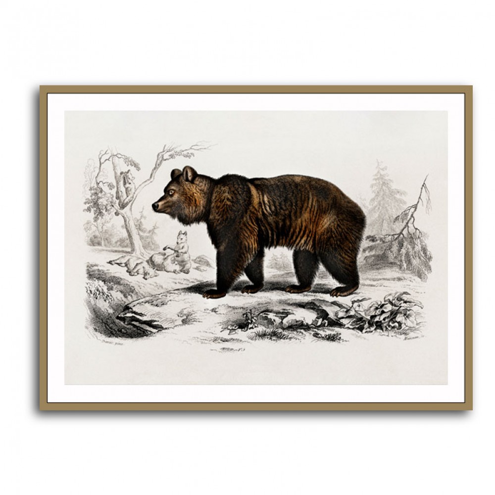 Vintage Brown Bear