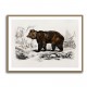 Vintage Brown Bear Vintage Brown Bear