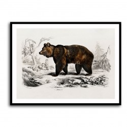 Vintage Brown Bear