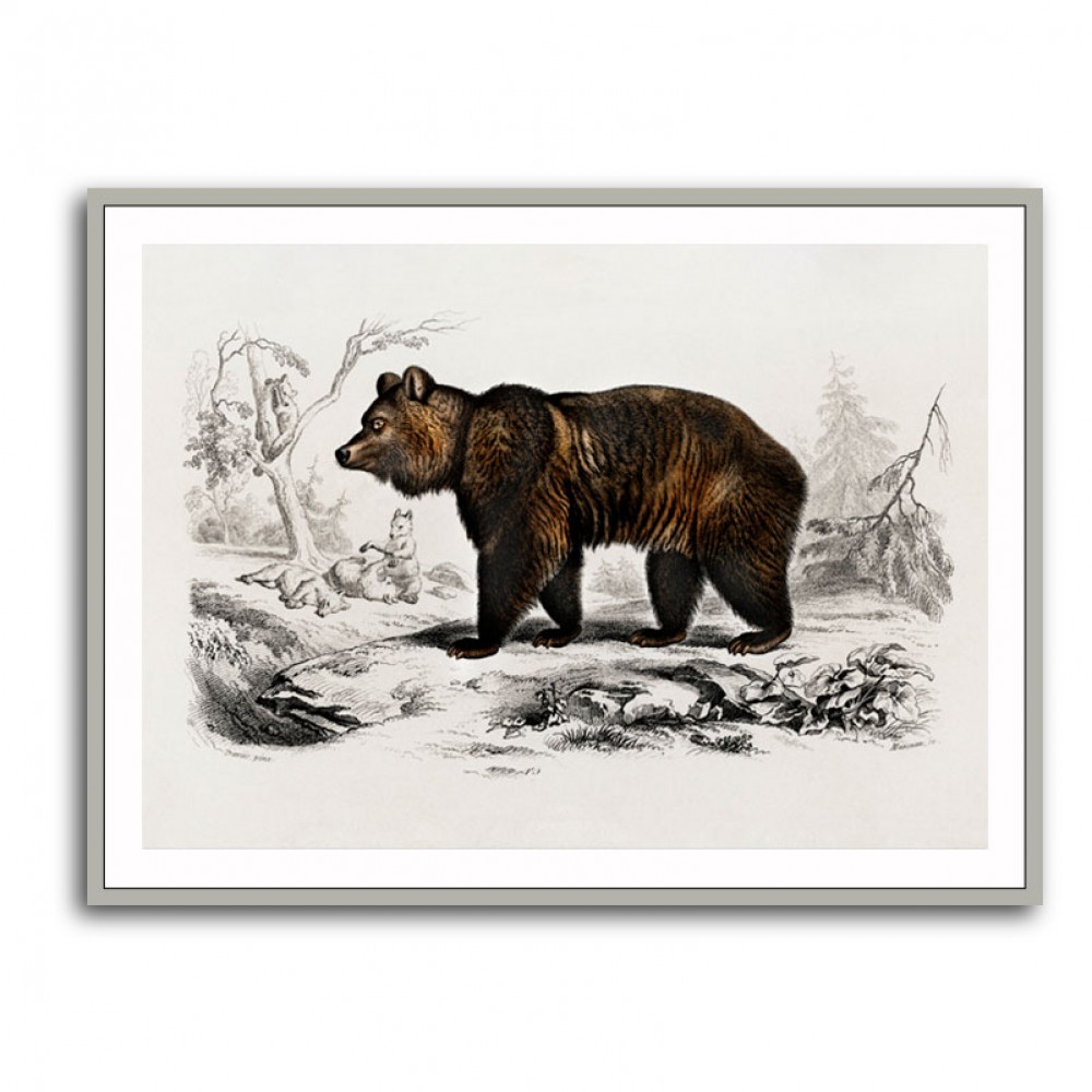 Vintage Brown Bear