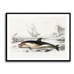 Vintage Delphinus Delphis