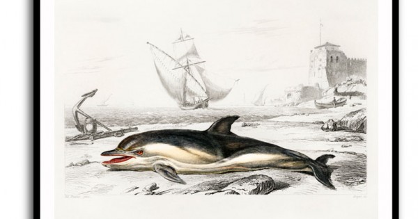 Delph Animals Vintage Delphinus Delphis Wall Art