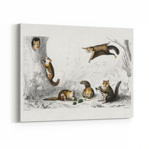 Vintage Animal Wall Art