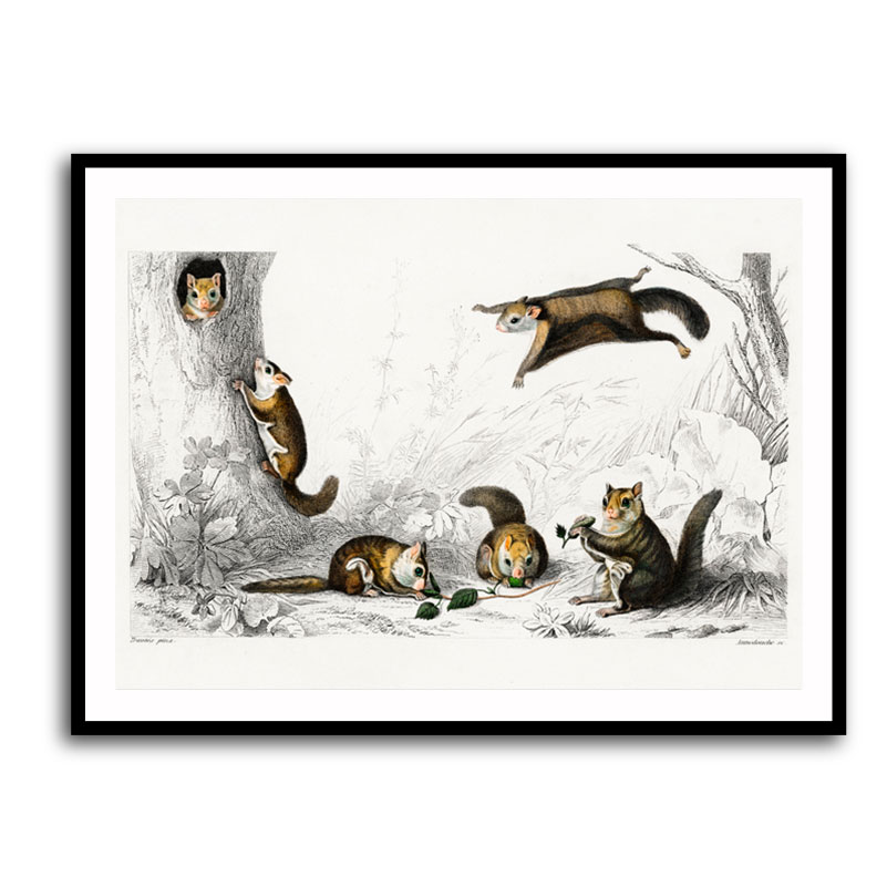Framed Print 