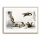 Vintage Glaucomys Sabrinus Vintage Glaucomys Sabrinus