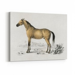 Vintage Horse Framed