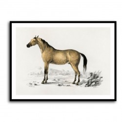 Vintage Horse Framed