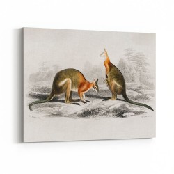 Vintage Macropus