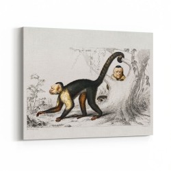 Vintage White-headed Capuchin