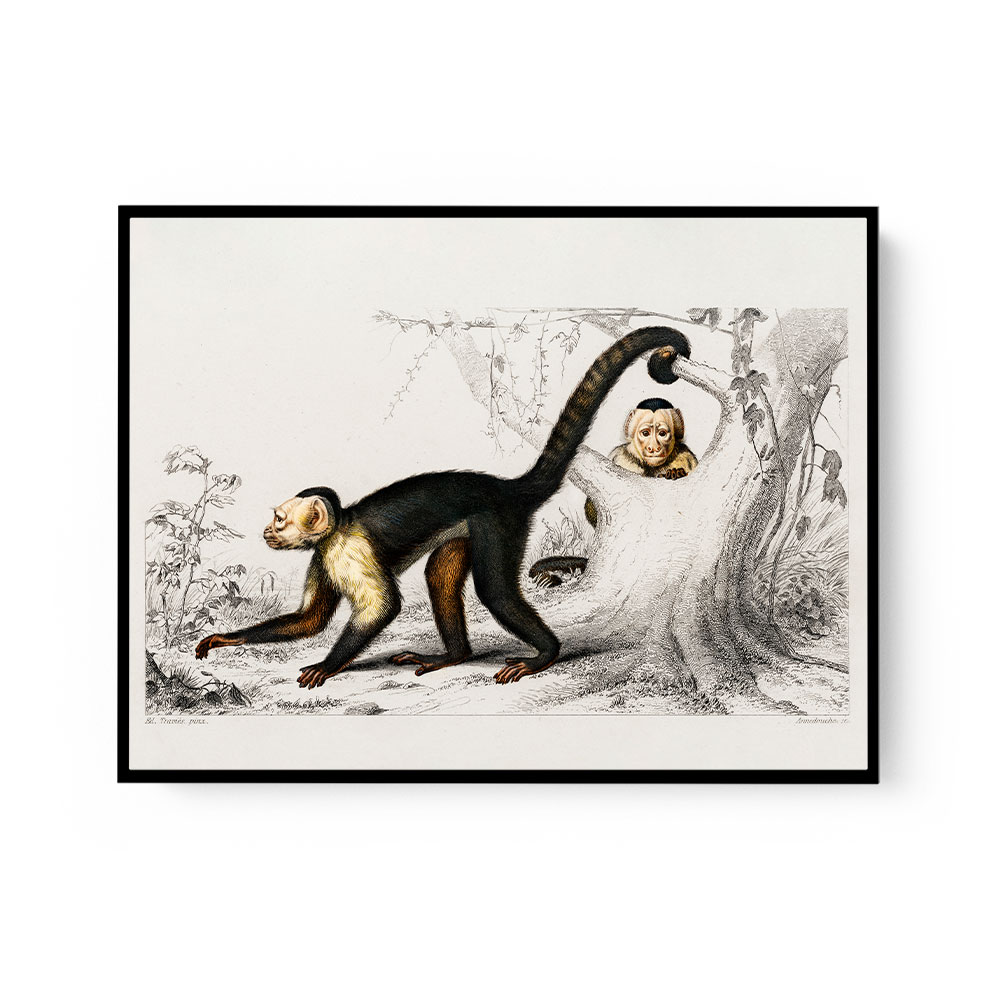 Vintage White-headed Capuchin