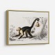 Vintage White-headed Capuchin Vintage White-headed Capuchin