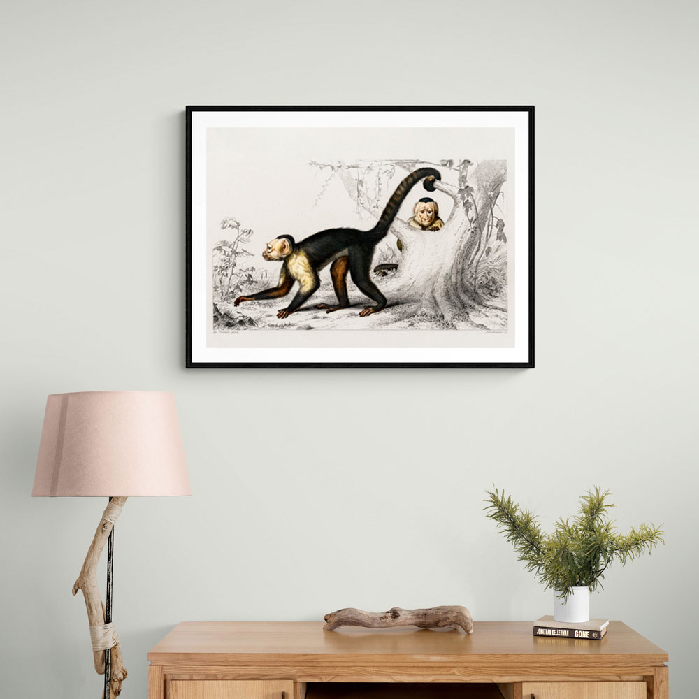 Vintage White-headed Capuchin Vintage White-headed Capuchin
