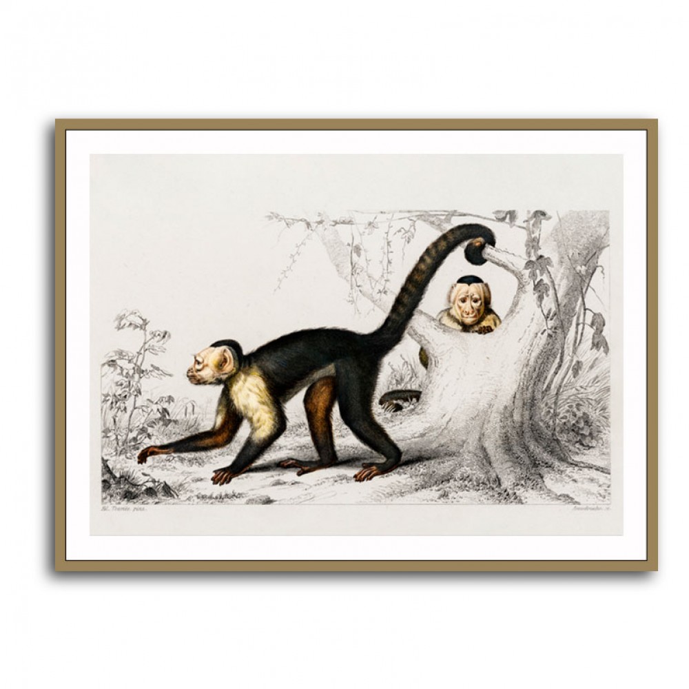 Vintage White-headed Capuchin