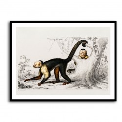 Vintage White-headed Capuchin