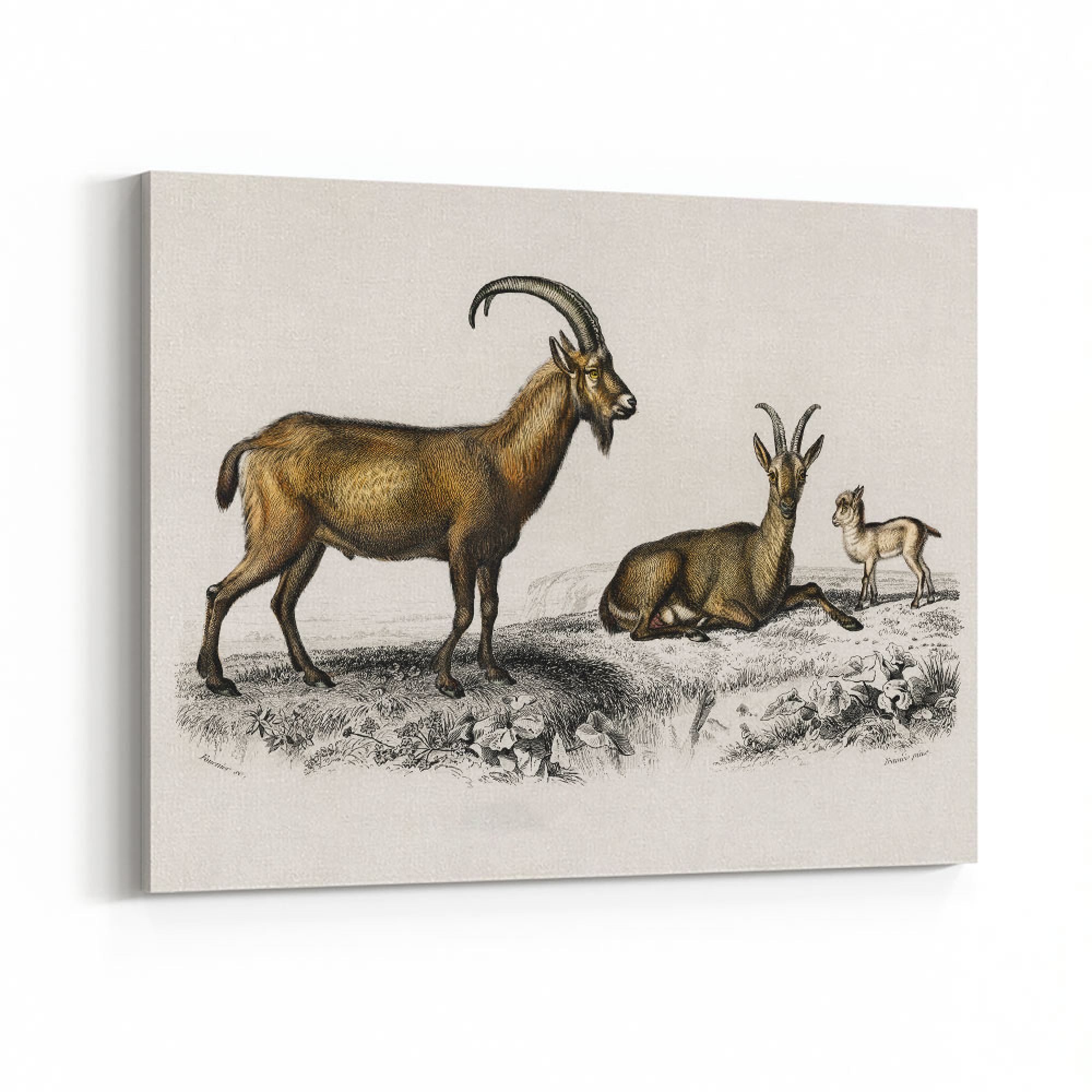 Vintage Wild Goat Wall Art