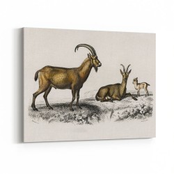 Vintage Wild Goat