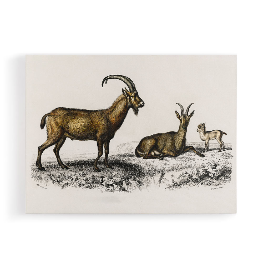 Vintage Wild Goat