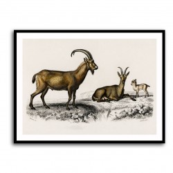 Vintage Wild Goat