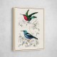 Vintage Birds Collection
