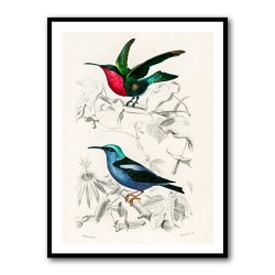 Vintage Birds Collection