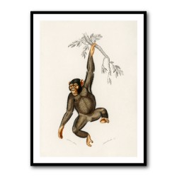 Vintage Chimpanzee