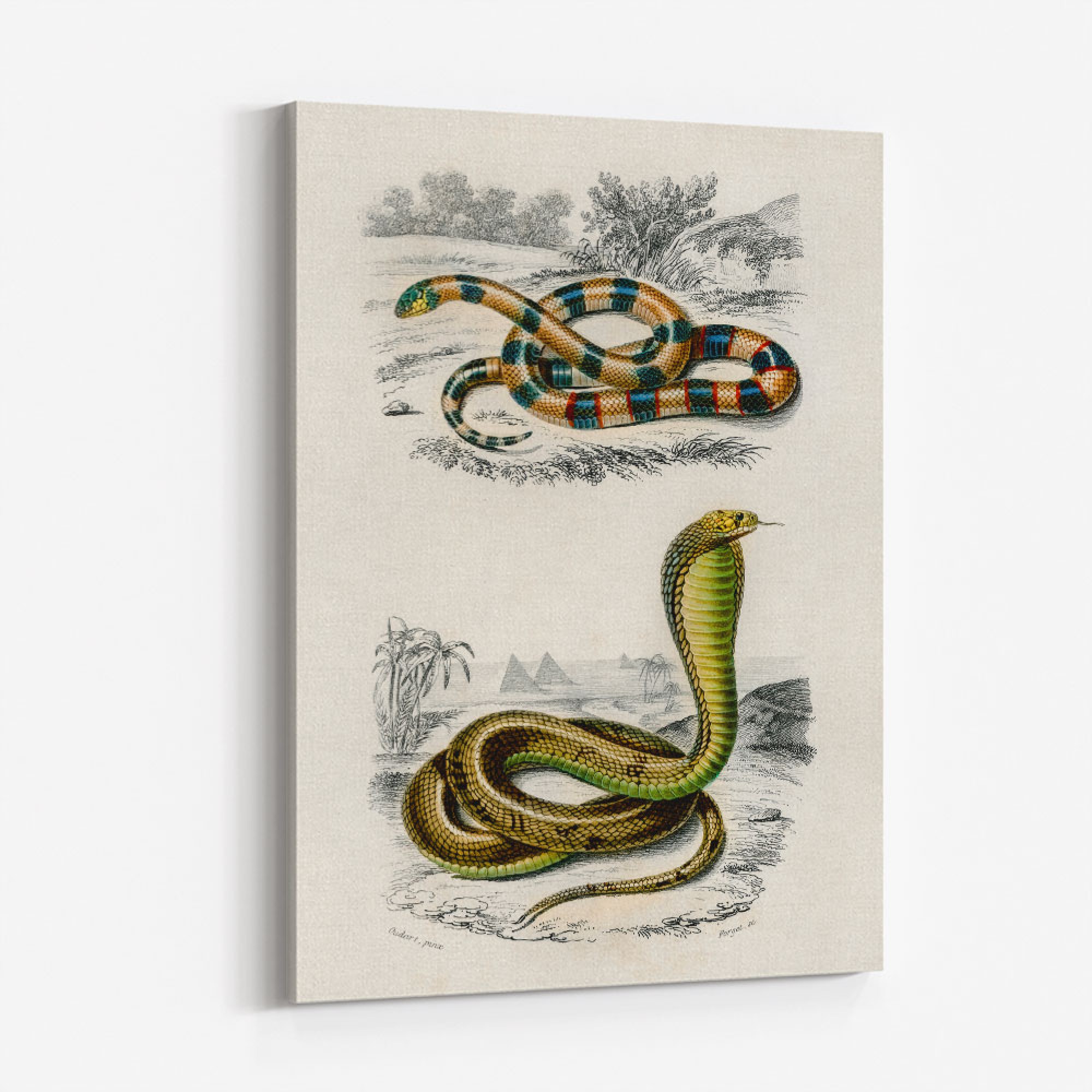 Vintage Coral Snake and Egyptian Cobra Wall Art