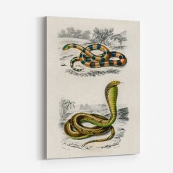 Vintage Coral Snake and Egyptian Cobra