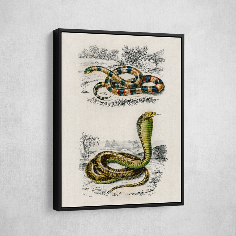 Vintage Coral Snake and Egyptian Cobra Vintage Coral Snake and Egyptian Cobra