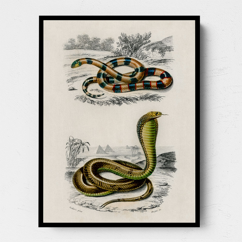 Vintage Coral Snake and Egyptian Cobra Vintage Coral Snake and Egyptian Cobra