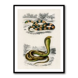 Vintage Coral Snake and Egyptian Cobra