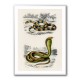 Vintage Coral Snake and Egyptian Cobra Vintage Coral Snake and Egyptian Cobra