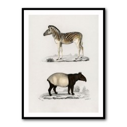 Vintage Malayan Tapir and Mountain Zebra