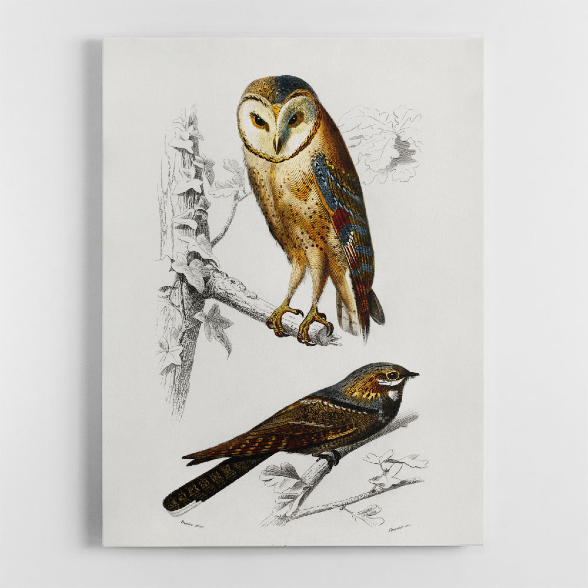 Vintage Owl Wall Art