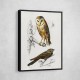 Vintage Owl