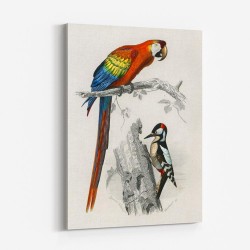 Vintage Parrot and Woodpecker